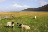 Sheep, looking quite comfortable, thank you... on the machair.