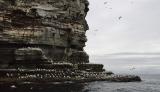 Gannets (twenty thousand at last count) inhabit Noss eastern cliffs in September.
