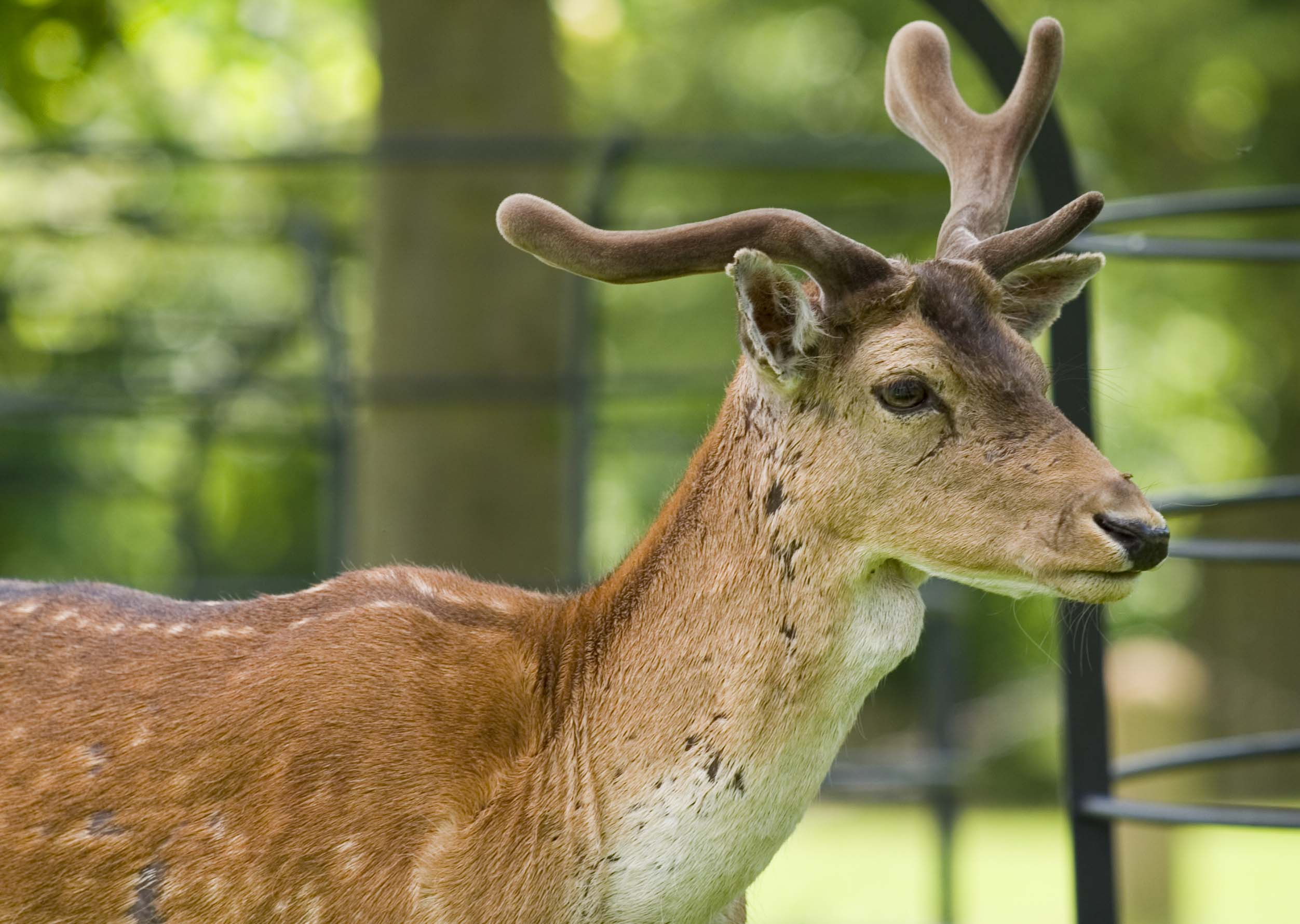 dunham massey deer