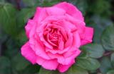 rose..beautiful fragrance
