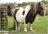 moorland pony
