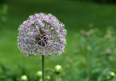 Montreal botanic garden