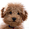 v3/56/19056/1/51213927.cooper_6060.jpg