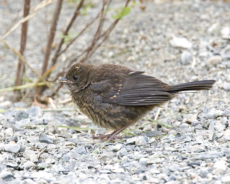 Spotted Towhee juvenile