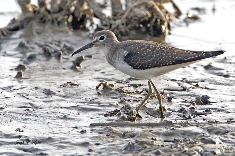 Solitary Sandpiper