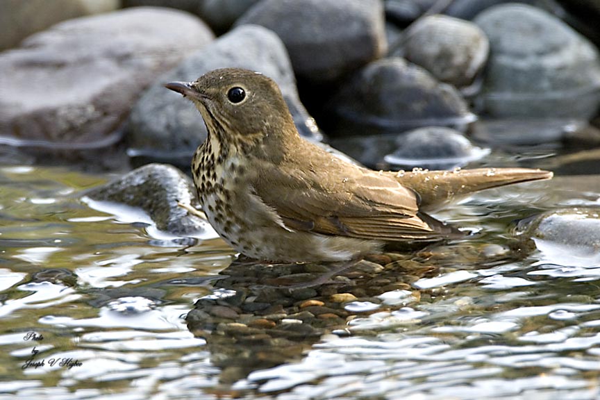 Swainsons Thrush