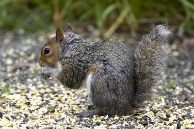 Eastern Gray Squirrel