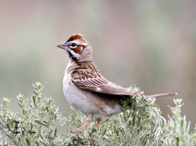 Lark Sparrow