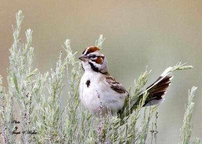 Lark Sparrow