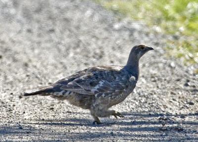 Blue Grouse