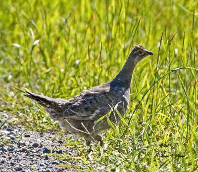 Blue Grouse