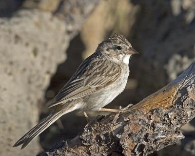 Brewer's Sparrow