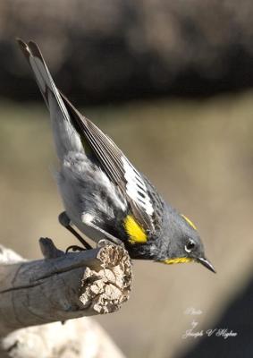 Yellow-rumped 'Audubon's'  Warbler