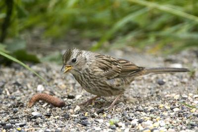White-crowned Sparrow juvenile
