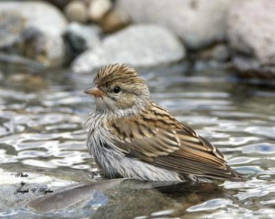 Chipping Sparrow juvenile