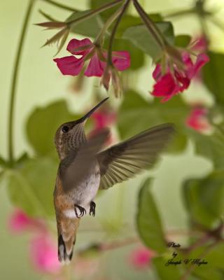 Rufous Hummingbird juvenile