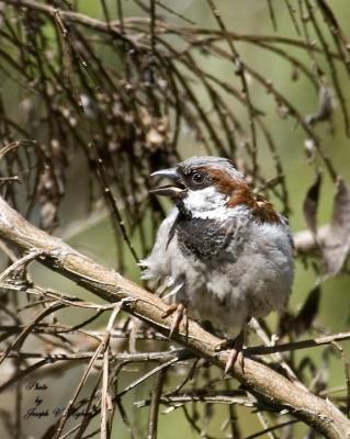 House Sparrow
