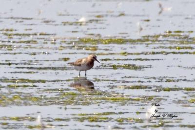 Red-necked Stint