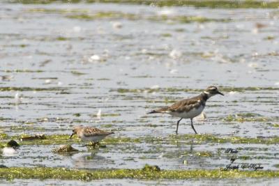 Red-necked Stint with Killdeer