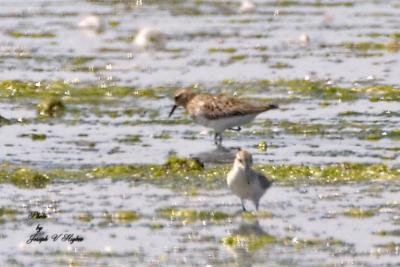 Red-necked Stint with Western Sandpiper