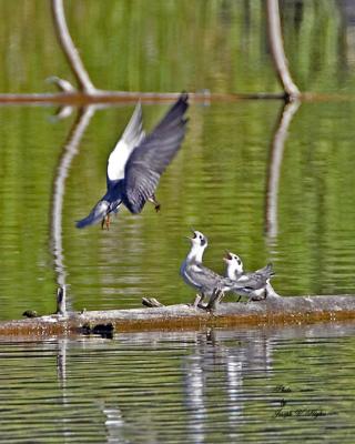 Black Tern