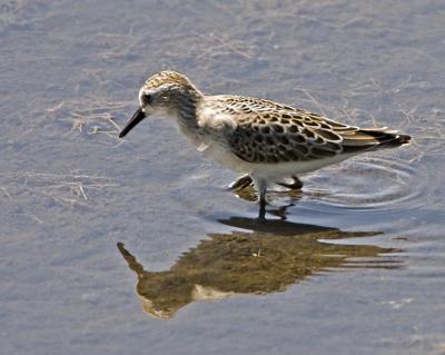 Least, Western and Semipalmated Sandpipers