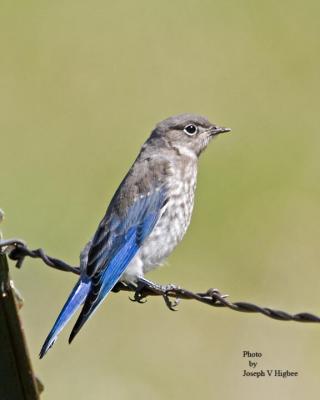 Mountain Bluebird juvenile