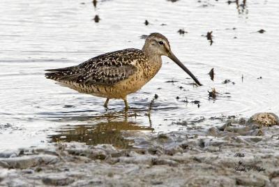 Long-billed Dowitcher