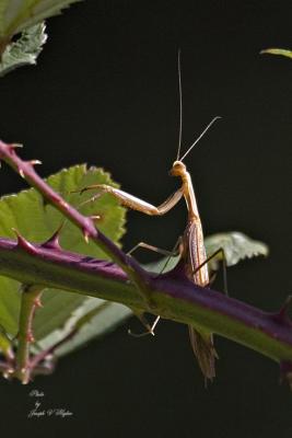 (Mantis religiosa) European Mantis