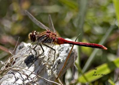 Sympetrum pallipes