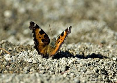 4431 California Tortoiseshell (Nymphalis californica)