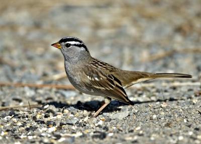 White-crowned Sparrow