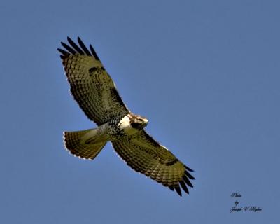 Red-tailed Hawk