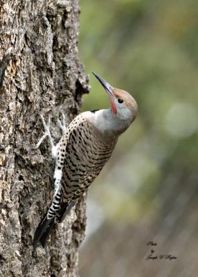 Northern 'Red-shafted' Flicker