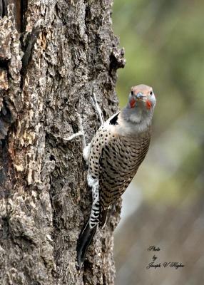 Northern 'Red-shafted' Flicker