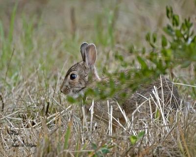 Brush Rabbit
