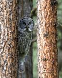 Great Gray Owl