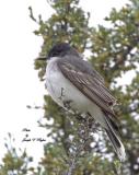 Eastern Kingbird