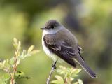 Willow Flycatcher