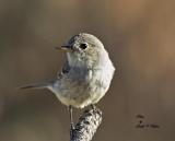 Dusky Flycatcher