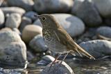 Swainsons Thrush