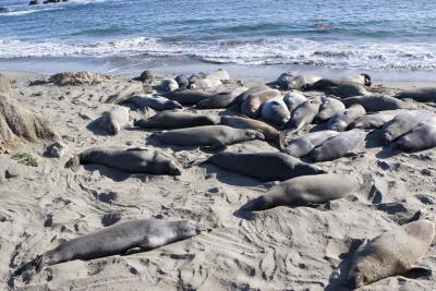 San Simeon Elephants1