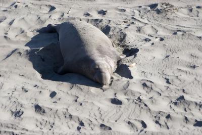 San Simeon Elephants2