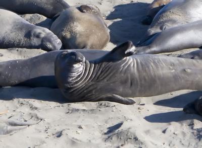 San Simeon Elephants4