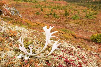 Caribou antlers and tundra