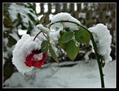 The rose and the snow