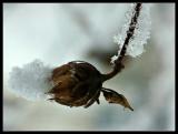 kissing the snow