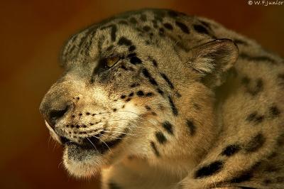 Leopardo-das-neves