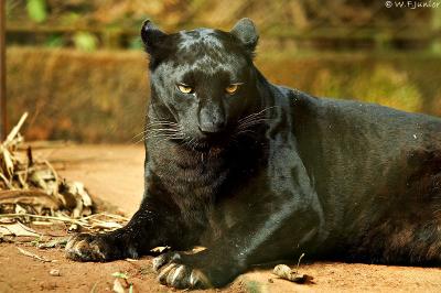 Leopardo-negro