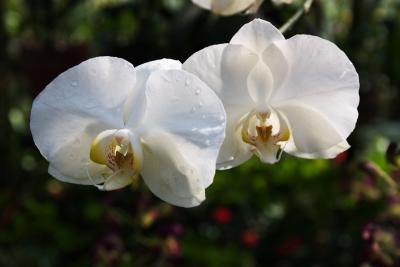 Phalaenopsis Orchid - Phal. Ruth's Smile 'Bright'